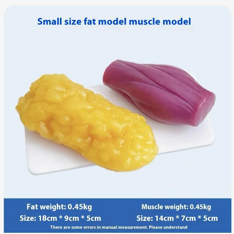 Human Muscle and Fat Replicas  - đánh giá và giá Nutrition Fitness Center