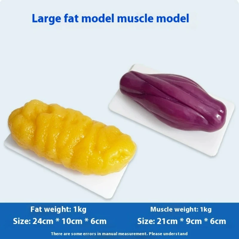 Human Muscle and Fat Replicas  - đánh giá và giá Nutrition Fitness Center